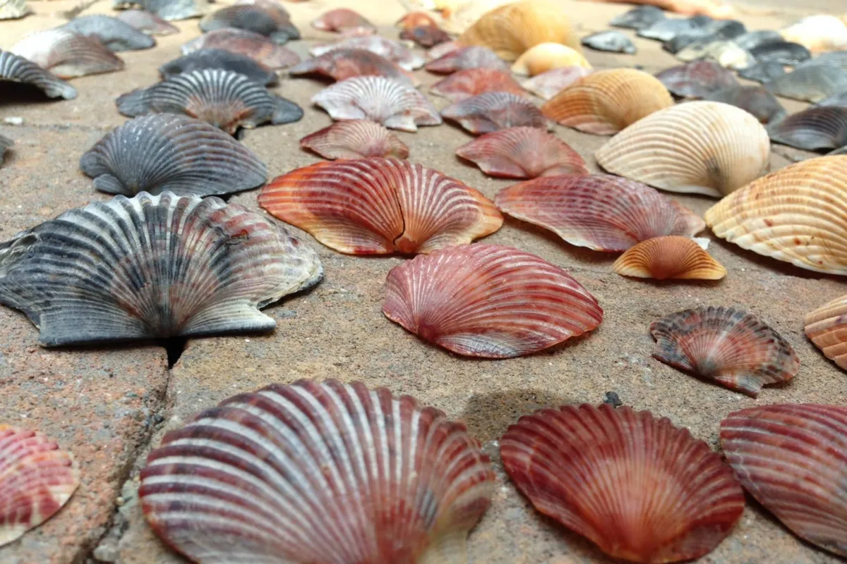 Close-up of a collection of various seashells displayed indoors atop a textured surface, suggesting a decorative, beach-inspired touch within the home’s interior setting.